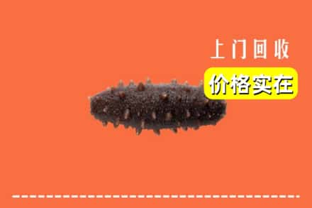 宜昌长阳县回收海参