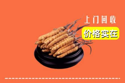 宜昌长阳县回收冬虫夏草